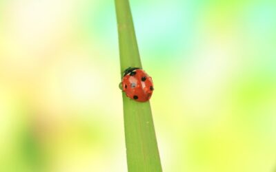 Jak znaleźć sklepy Biedronka Premium w swojej okolicy?
