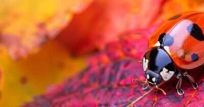 Czym Biedronka Premium wyróżnia się na tle zwykłej oferty?