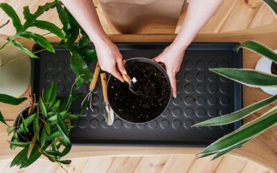 Jak długo czekać z podlewaniem roślin po ich przesadzeniu?