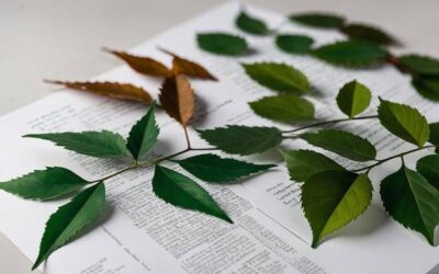 Kto nadaje numer BDO i dlaczego to takie ważne?